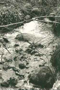 Hutchinson Creek - 1994